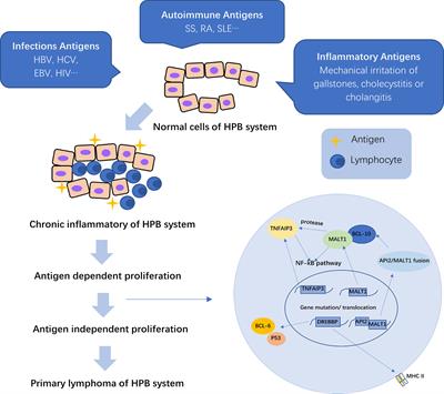 Primary hepatopancreatobiliary lymphoma: Pathogenesis, diagnosis, and management